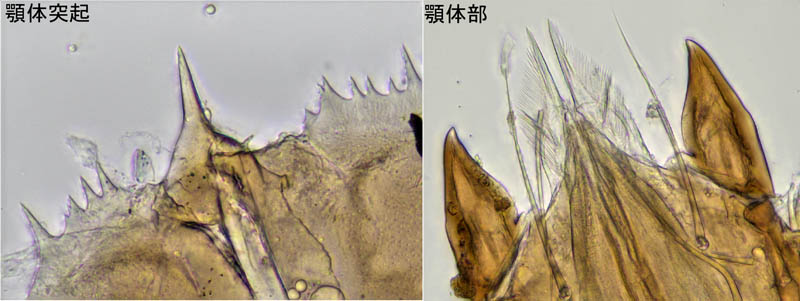 ヤドリダニ科（Parasitidae）の１種