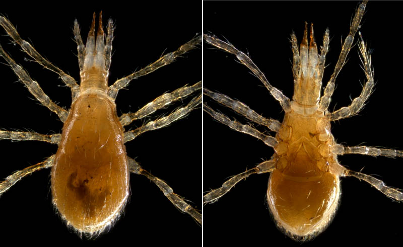 ヤドリダニ科（Parasitidae）の１種
