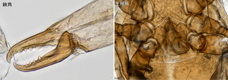 ヤドリダニ科（Parasitidae）の１種
