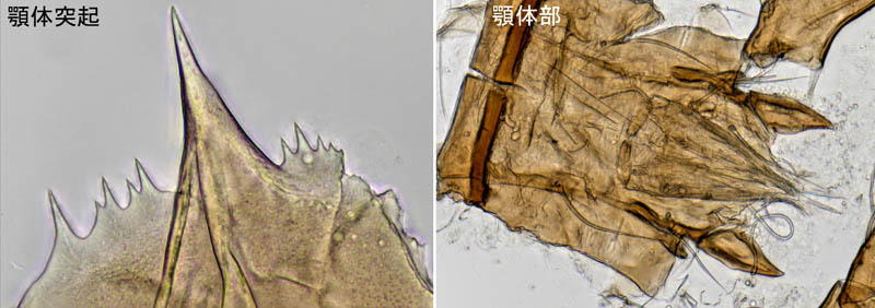 ヤドリダニ科（Parasitidae）の１種
