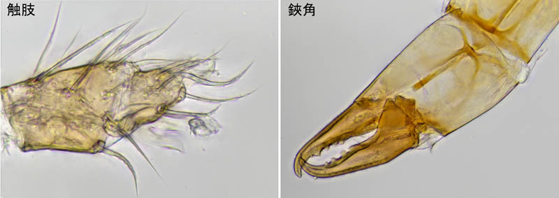 ヤドリダニ科（Parasitidae）の１種