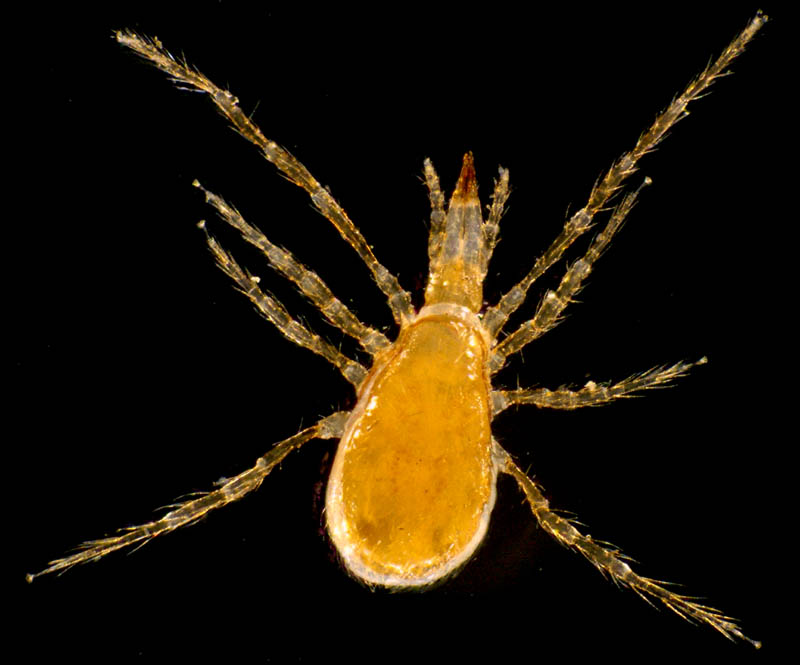 ヤドリダニ科（Parasitidae）の１種