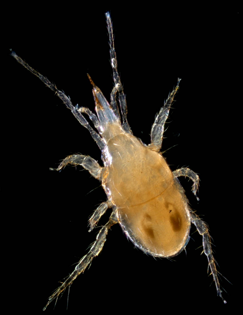 ヤドリダニ科（Parasitidae）の１種