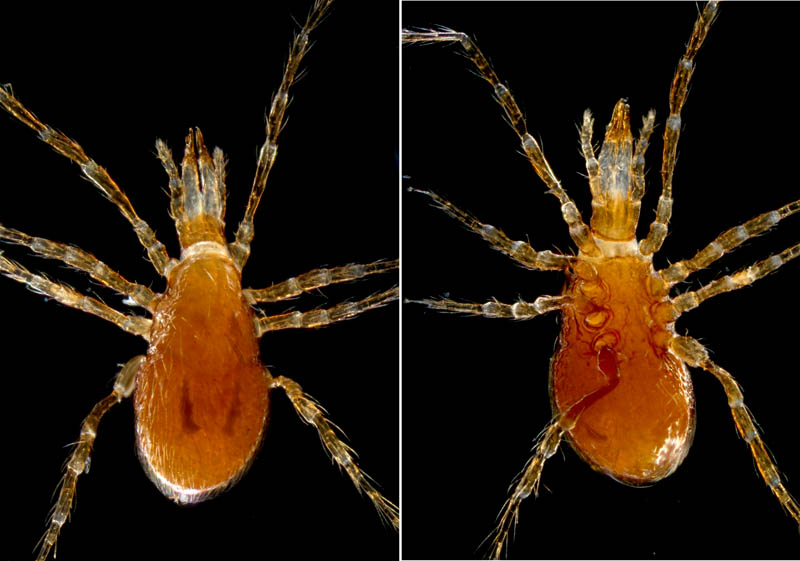 ヤドリダニ科（Parasitidae）の１種