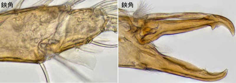 ヤドリダニ科（Parasitidae）の１種