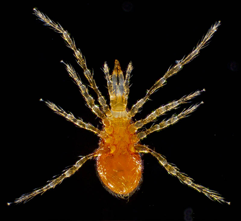 ヤドリダニ科（Parasitidae）の１種