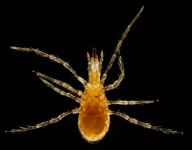 ヤドリダニ科（Parasitidae）の１種