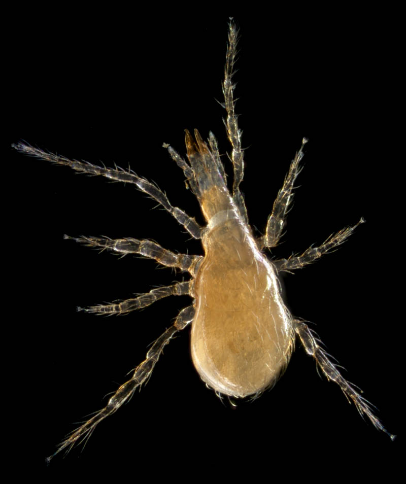 ヤドリダニ科（Parasitidae）の１種