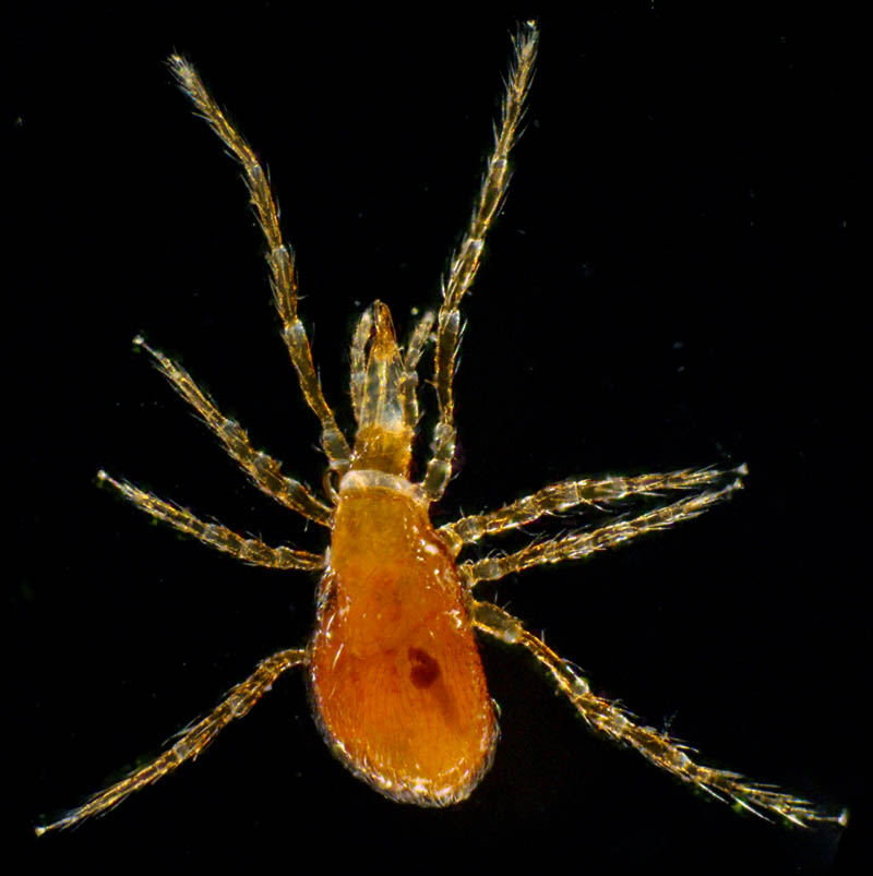 ヤドリダニ科（Parasitidae）の１種