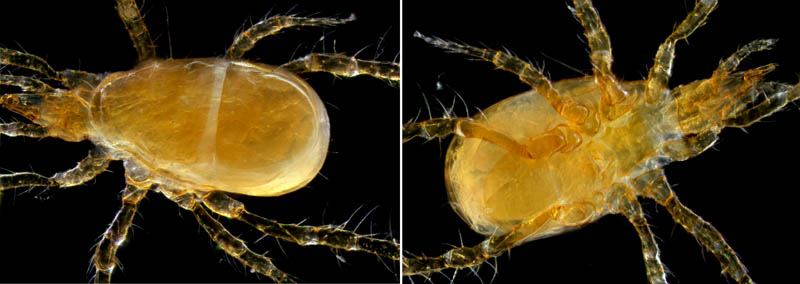 ヤドリダニ科（Parasitidae）の１種