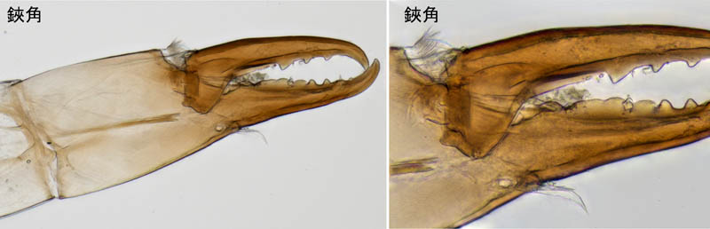 ヤドリダニ科（Parasitidae）の１種