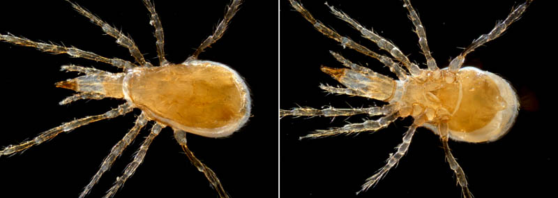 ヤドリダニ科（Parasitidae）の１種