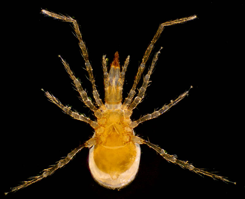 ヤドリダニ科（Parasitidae）の１種