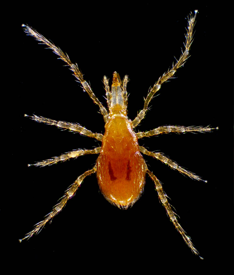 ヤドリダニ科（Parasitidae）の１種