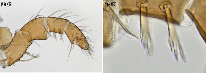 ヤドリダニ科（Parasitidae）の１種