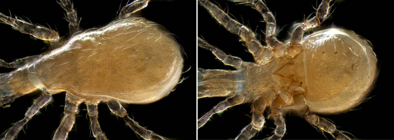 ヤドリダニ科（Parasitidae）の１種