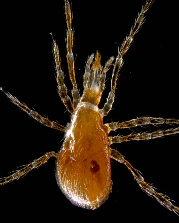 ヤドリダニ科（Parasitidae）の１種