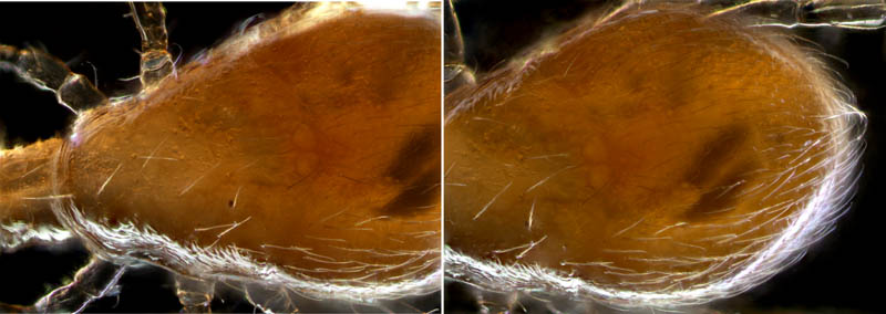 ヤドリダニ科（Parasitidae）の１種