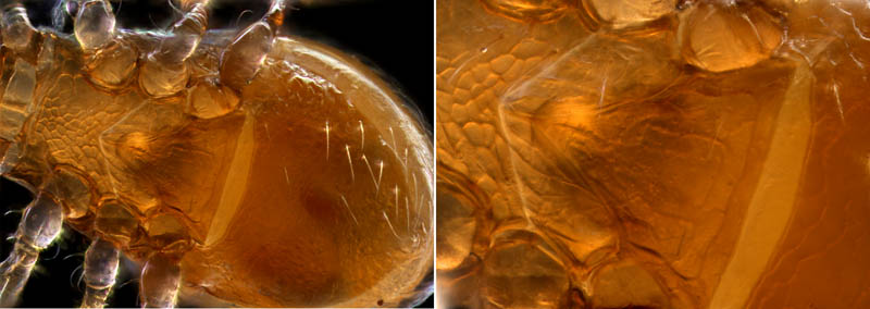 ヤドリダニ科（Parasitidae）の１種