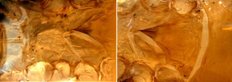 ヤドリダニ科（Parasitidae）の１種