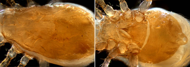 ヤドリダニ科（Parasitidae）の１種