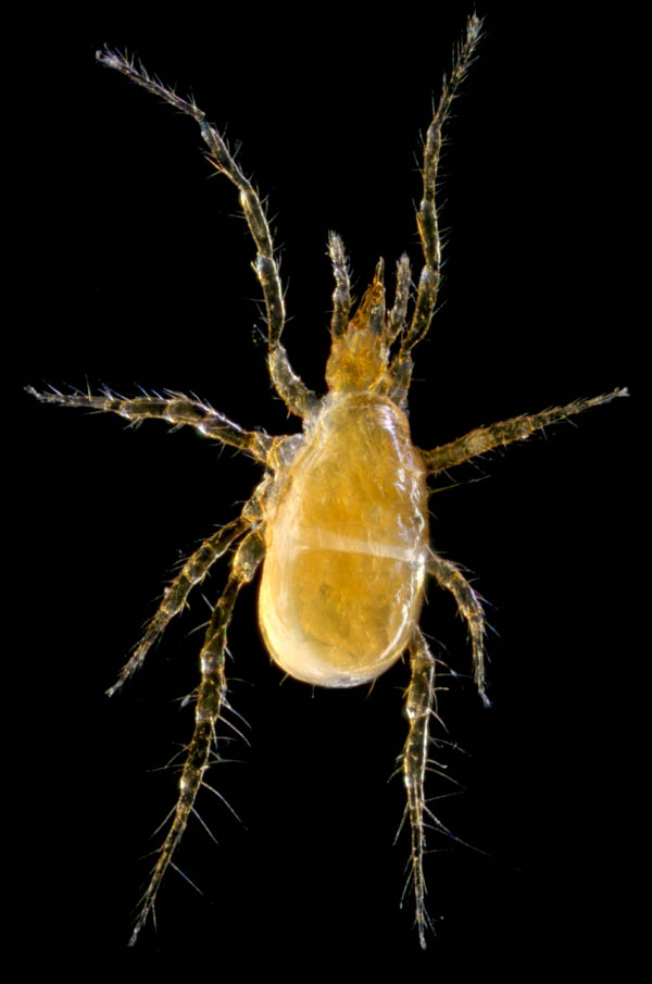 ヤドリダニ科（Parasitidae）の１種