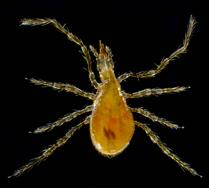 ヤドリダニ科（Parasitidae）の１種