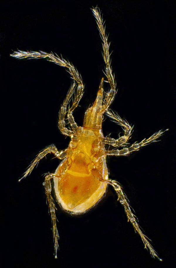 ヤドリダニ科（Parasitidae）の１種