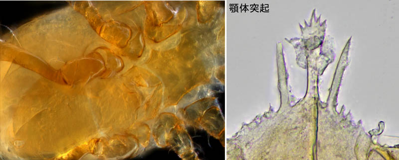ヤドリダニ科（Parasitidae）の１種