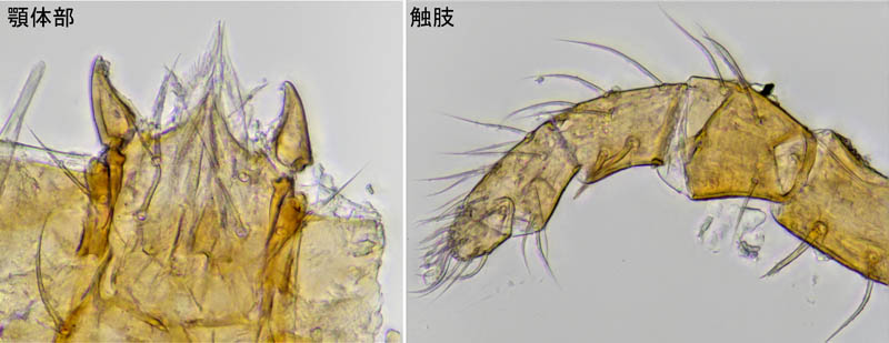 ヤドリダニ科（Parasitidae）の１種
