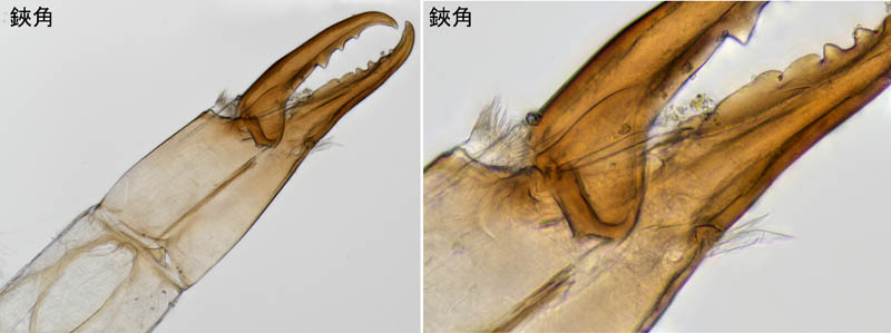 ヤドリダニ科（Parasitidae）の１種