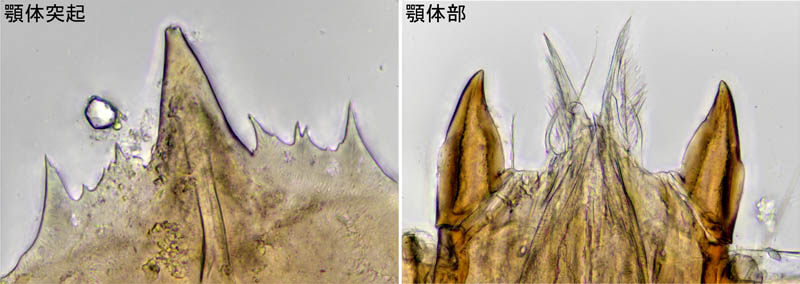 ヤドリダニ科（Parasitidae）の１種