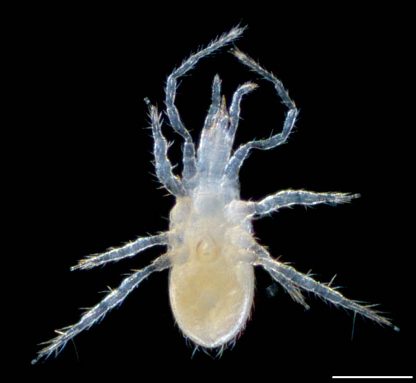 ヤドリダニ科（Parasitidae）の１種