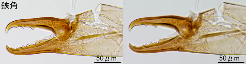 ヤドリダニ科（Parasitidae）の１種