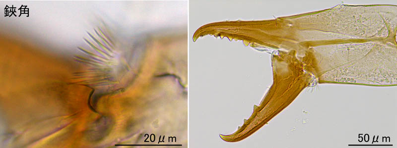 ヤドリダニ科（Parasitidae）の１種