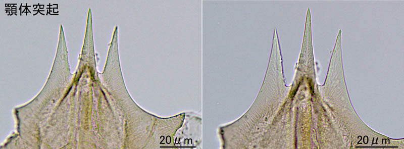 ヤドリダニ科（Parasitidae）の１種