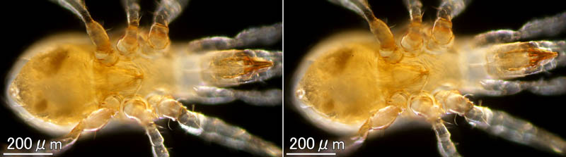 ヤドリダニ科（Parasitidae）の１種