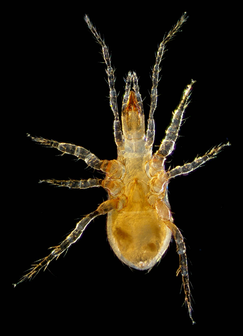 ヤドリダニ科（Parasitidae）の１種