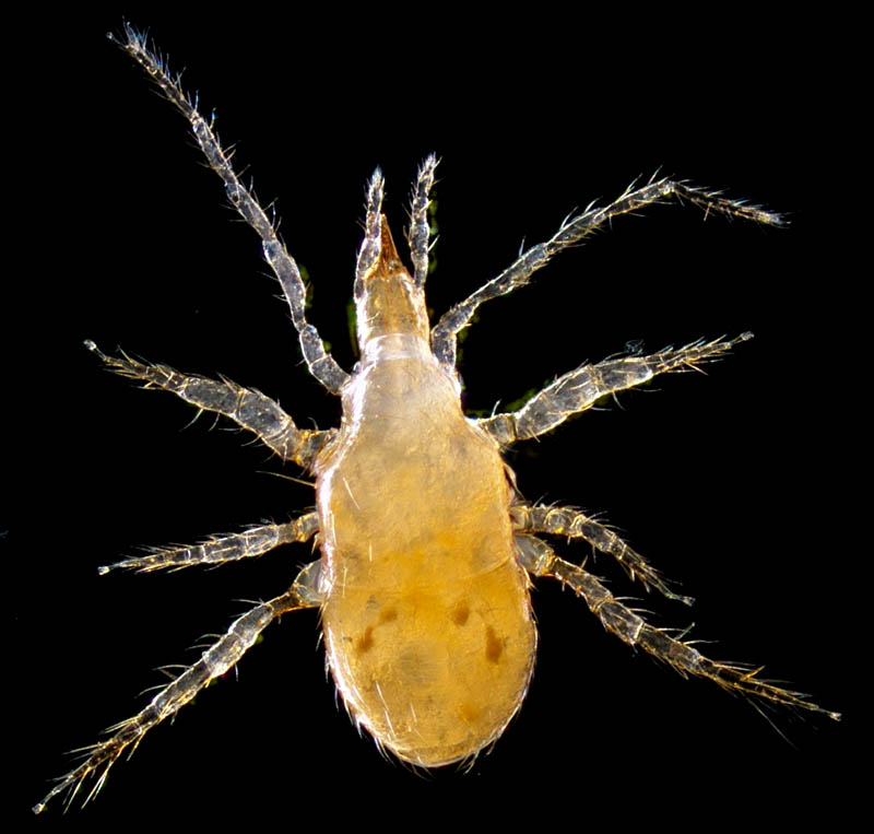 ヤドリダニ科（Parasitidae）の１種