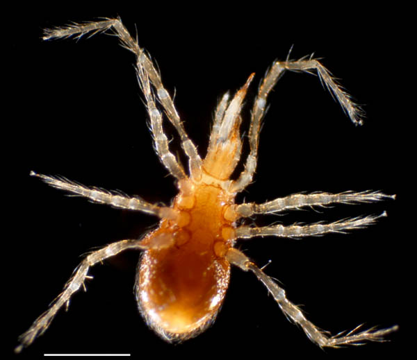 ヤドリダニ科（Parasitidae）の１種