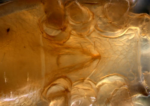 ヤドリダニ科（Parasitidae）の１種