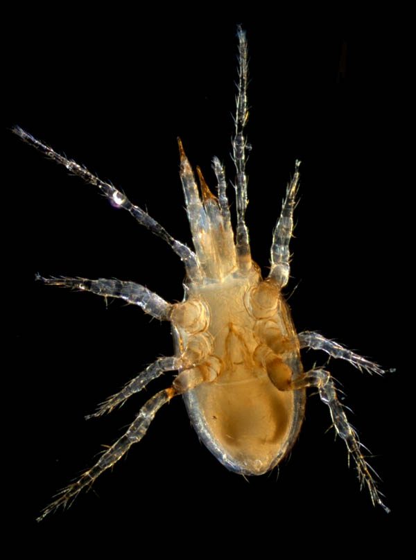 ヤドリダニ科（Parasitidae）の１種