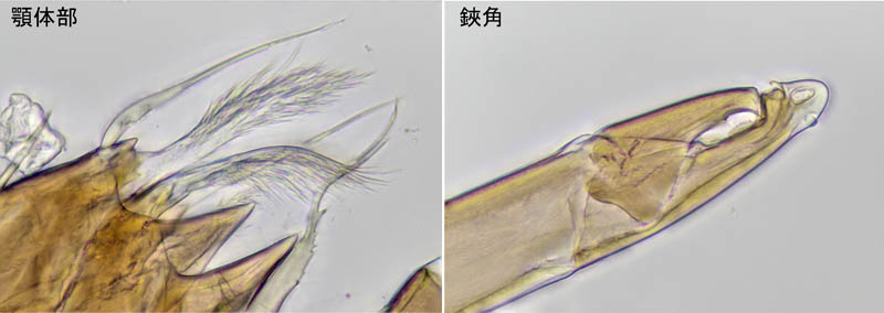 ウンゼンイトダニ（Uropoda (Phaulodinychus) uncenensis）