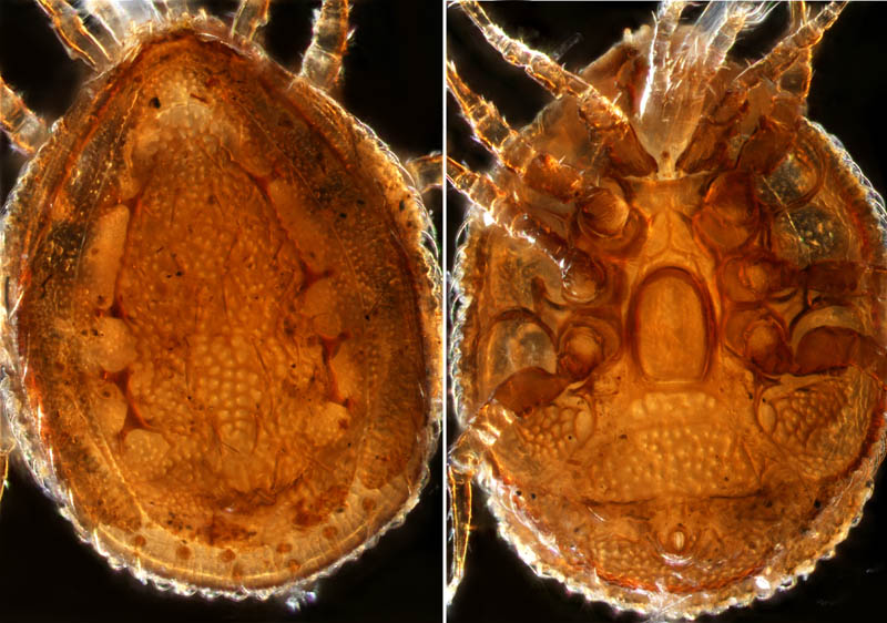 ウンゼンイトダニ（Uropoda (Phaulodinychus) uncenensis）