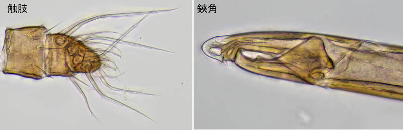 ウンゼンイトダニ（Uropoda (Phaulodinychus) uncenensis）