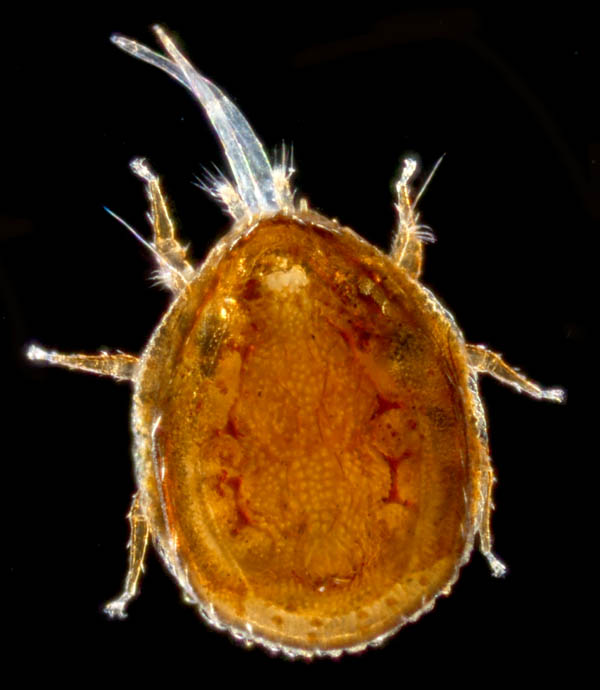 ウンゼンイトダニ（Uropoda (Phaulodinychus) uncenensis）