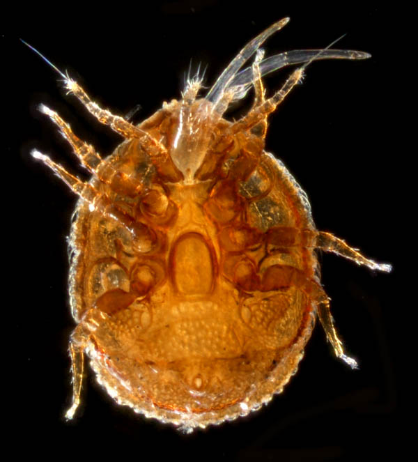ウンゼンイトダニ（Uropoda (Phaulodinychus) uncenensis）