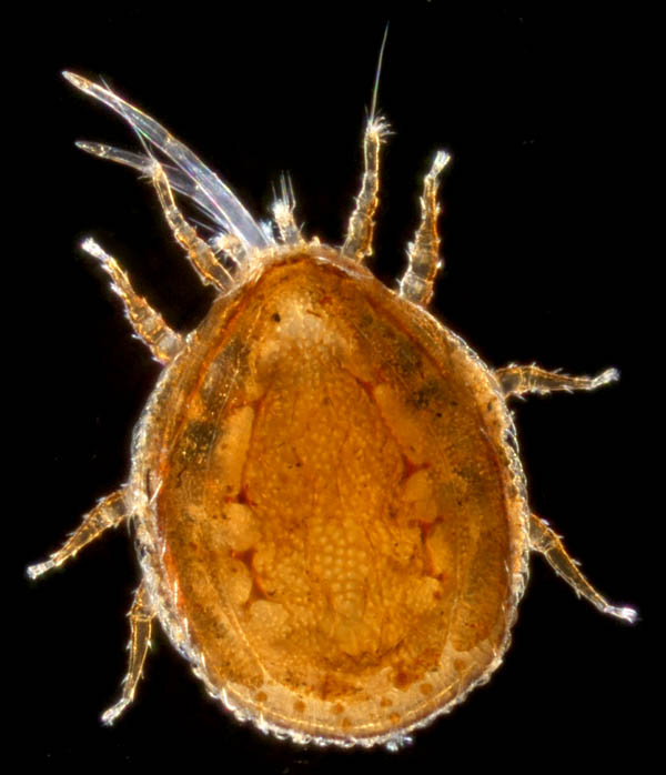 ウンゼンイトダニ（Uropoda (Phaulodinychus) uncenensis）