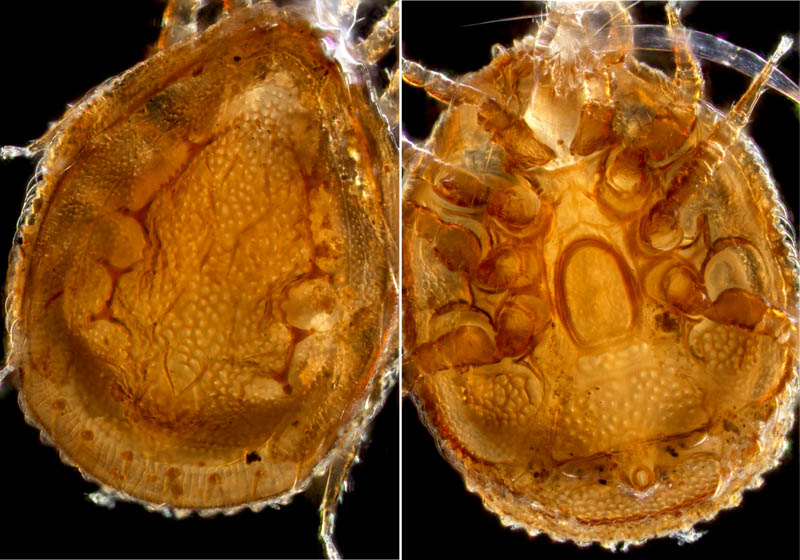 ウンゼンイトダニ（Uropoda (Phaulodinychus) uncenensis）