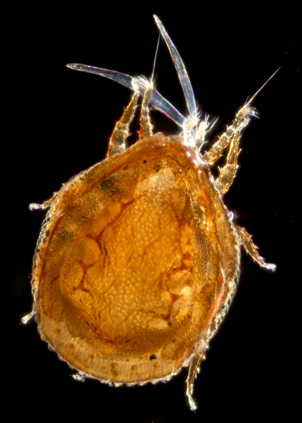 ウンゼンイトダニ（Uropoda (Phaulodinychus) uncenensis）